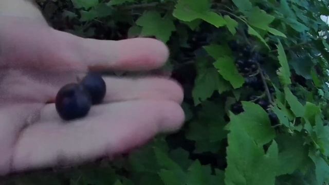 Чёрная смородина на биогумусе. Урожайность чёрной смородины в Челябинске в 2021г. смотреть онлайн