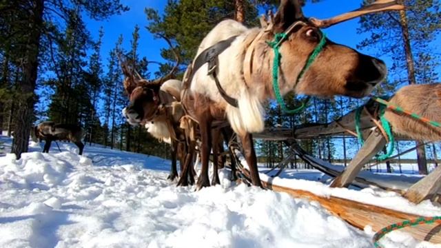 100 лет селу Краснощелье 100 years of the village of Krasnoshchelye
