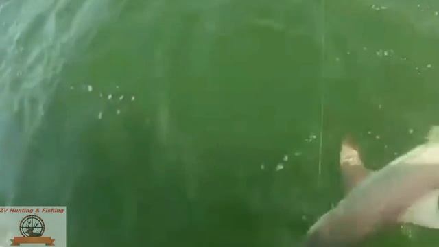 СУПЕР РЫБАЛКА! Во время ловли акулы на нее напала морской окунь и сожрал! SUPER FISHING! смотреть онлайн