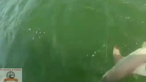 СУПЕР РЫБАЛКА! Во время ловли акулы на нее напала морской окунь и сожрал! SUPER FISHING!