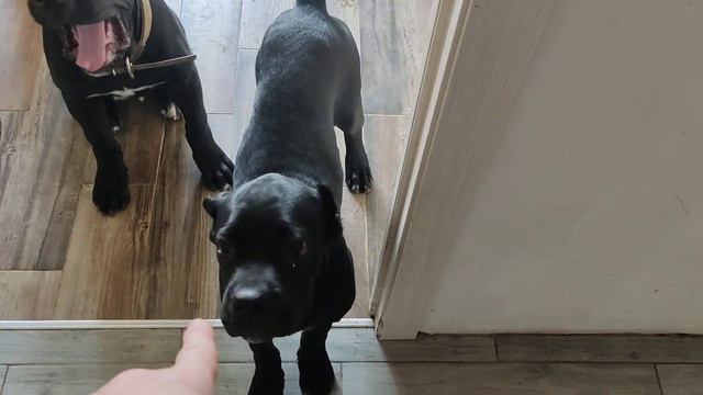 27.07, обед продолжаем отрабатывать "можно", "нельзя", встречают с работы щенки Кане Корсо смотреть онлайн