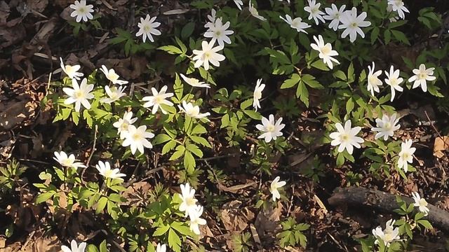 flowers ??? anemone, forest ???, spring, цветы ветренница, птицы,лес, весна смотреть онлайн