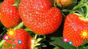 Земляника садовая Трубадур. Краткий обзор, описание характеристик fragaria ananassa Трубадур