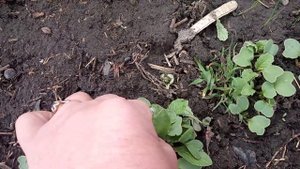 Вот это да 12 апреля прореживаем редиску в грунте Идеальный способ