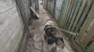 Кавказская ОВЧАРКА VS КАБАНЫ