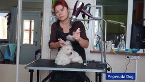 Стрижка той пуделя под Тедди