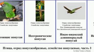 Птица, отряд попугаеобразные, семейство попугаевые, часть 3 попугай амазон кольчатый лори попугаи