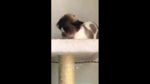 #1 Смешные видео про котиков