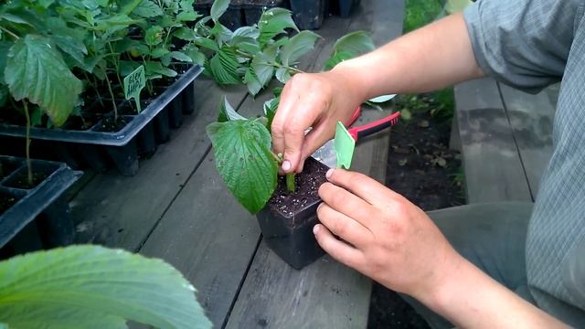 Черенкование малины 5 сортов (эксперимент№2) смотреть онлайн