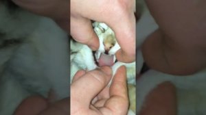 Бешенство Подозрения осмотр котят ч3.