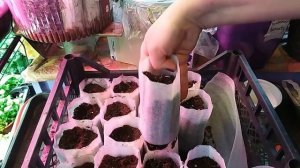 Ранние  ОГУРЦЫ. Посев. Борисыч, Зозуля, Сибирская гирлянда