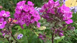 Флокс Свит Вильям ? обзор, описание, цветение, отзыв