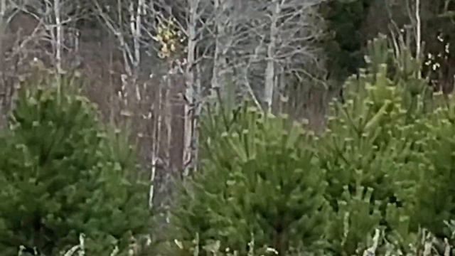 Скала «Ёжик», природный друг Данилы мастера. Группа "АзбукаСтарателя www.facebook.com смотреть онлайн