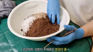 봄꽃 떨어진 후 화초 분갈이 수형잡기 관리법 - 식물등 공동구매- 홈가드닝 아파트정원 HomeGardening