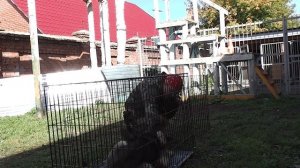 Как приучить собаку к клетке 3 (реальное приучение. видео без обработки)