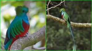 КВЕЗАЛЬ - Свободолюбивая птица