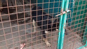 Узники Ада приходят в себя | Навестили Хасю и Чёрного в отлове | У меня +1 крошечная собака