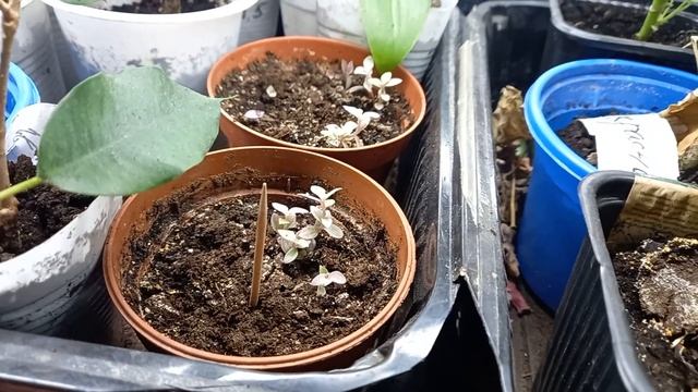 Моим цветочками уже подключила подсветку!???? смотреть онлайн