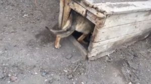 Собаку выбросили из машины и уехали. Она долга плакала и звала хозяев!