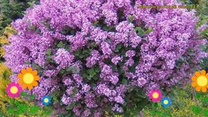 Сирень мейера Палибин. Краткий обзор, описание характеристик syringa meyeri Palibin