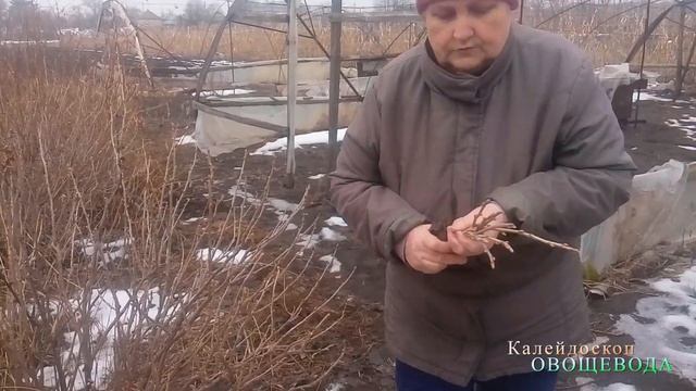 Обработка кустов смородины кипятком смотреть онлайн