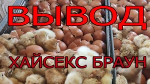 Вывод цыплят Хайсекс Браун.