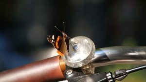 Butterfly on my Strida SX