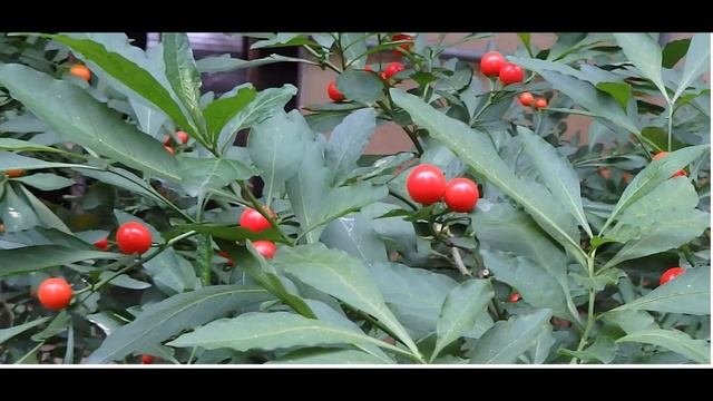 Solanum Pseudocapsicum Jerusalem Cherry  Greece By Theo Fotiadis
