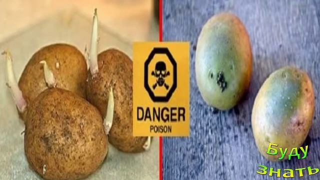 Токсичный картофель: можно ли отравиться соланином? Ростки картошки...