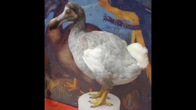 7 ВЫМЕРШИХ ВИДОВ ЖИВОТНЫХ, КОТОРЫХ УЧЕНЫЕ ВОСКРЕСЯТ В ПЕРВУЮ ОЧЕРЕДЬ смотреть онлайн