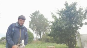 Утка Агидель итог на 60 дней.Взяли последнюю породу для пробы в этом году))