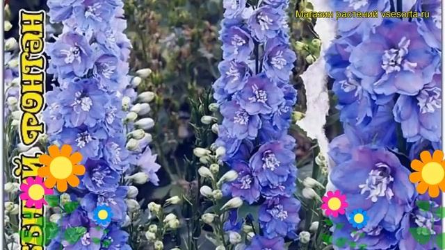 Дельфиниум культурный Волшебный Фонтан. Краткий обзор, описание delphinium Magic Fountain смотреть онлайн