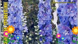 Дельфиниум культурный Волшебный Фонтан. Краткий обзор, описание delphinium Magic Fountain