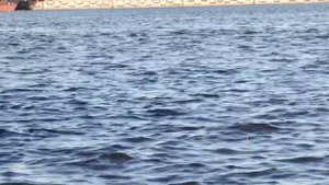 На рыбалку с Нормундом : ловля болонской удочкой на канале #5