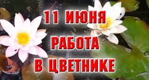 11 июня. Тюльпаны убрала, а там уже начинают цвести однолетки