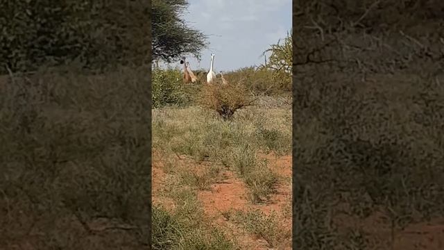 The white Giraffe in Kenya- Garissa