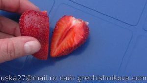 МАРМОЛАДА ОНЕБОР среднеспелый сорт клубники