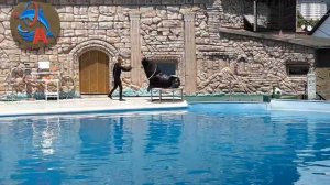 Адлеркурорт дельфинарий