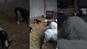 Кросы Дорпер+ Романовская