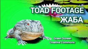Жаба green screen футаж. Хромакей анимация на зелёном фоне.