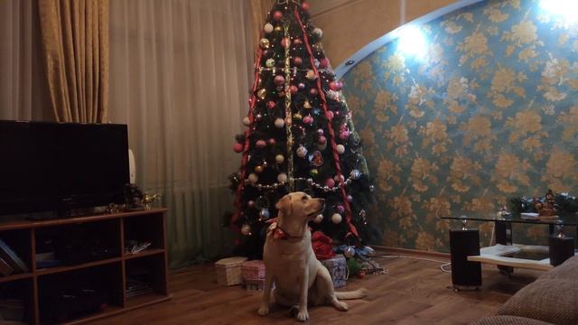 Лабрадор Сенди помогает украшать новогоднюю елку! смотреть онлайн