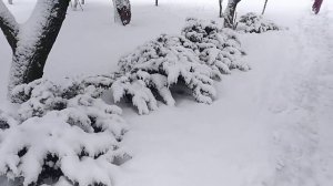 Снежок порхает, кружится - на улице бело...