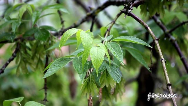 Заставка весналето смотреть онлайн