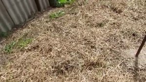 Заготавливаем мокрую солому на мульчу!