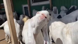 Козы Гулаби