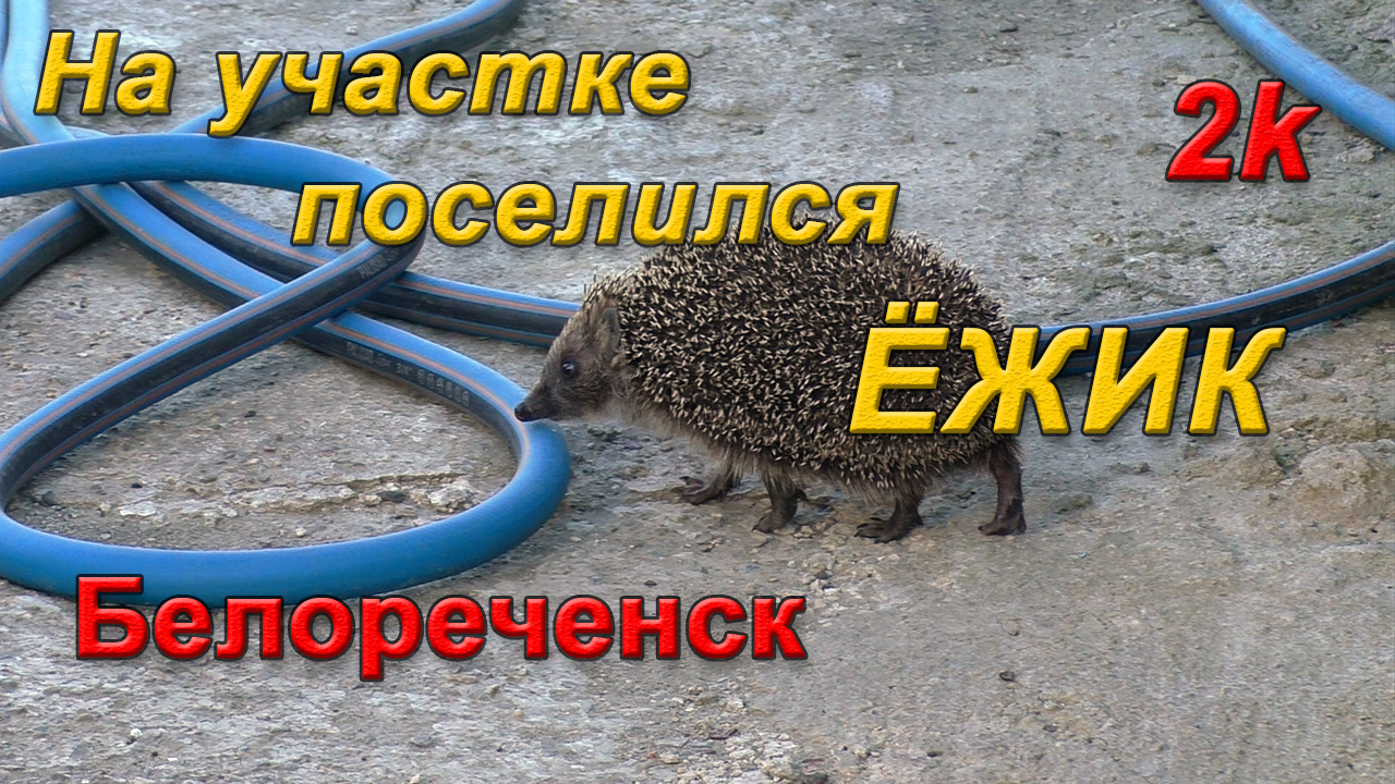 Ежик пришел во двор примета. На участке поселился уж. Если Ежи поселились на участке примета картинки.