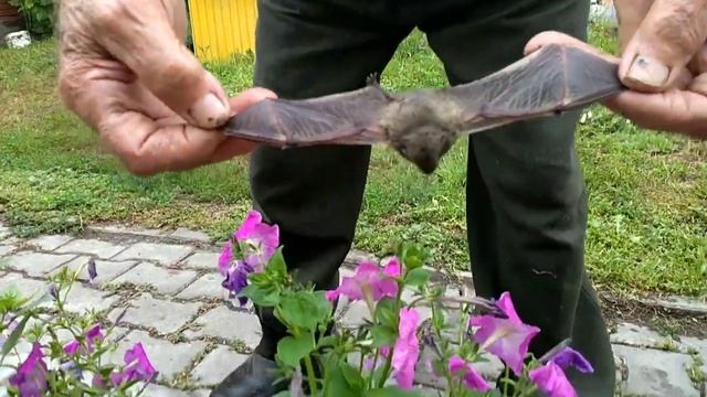 Летучая мышь смотреть онлайн