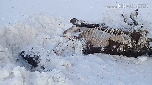 Мертвая лошадь съедена падальщиками, поиски табуна лошадей. смотреть онлайн