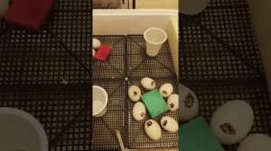 Индоутки. 13-я часть. 36-й день инкубации индоутиных яиц.