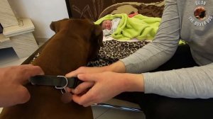 Boxer dog meets newborn baby